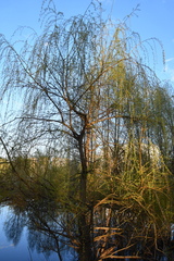 Salix alba