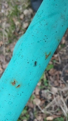 Camponotus vagus