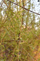 Salix alba