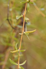 Salix alba