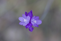 Dipterostemon capitatus capitatus