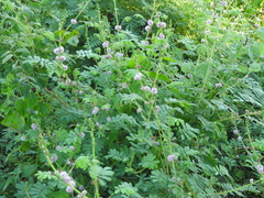Mimosa diplotricha