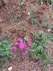 Campuloclinium macrocephalum