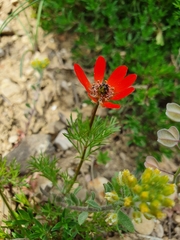 Adonis aestivalis