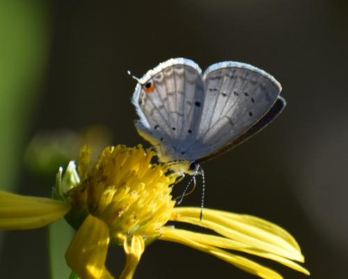 White-tipped Blue