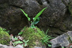 Asplenium scolopendrium americanum