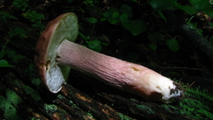 Boletus separans