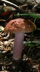 Boletus separans