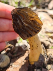 Morchella punctipes