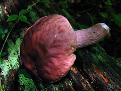 Boletus separans