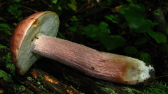 Boletus separans