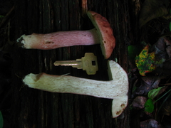 Boletus separans