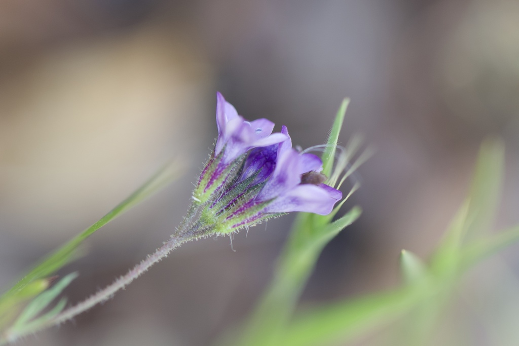 California gilia (Gilia achilleifolia)