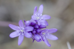 Dichelostemma congestum