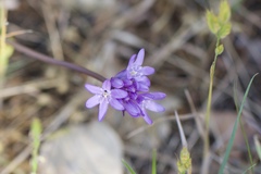 Dichelostemma congestum
