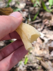Morchella punctipes