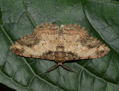 Colocleora divisaria divisaria