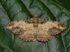 Colocleora divisaria divisaria