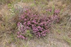 Erica dispar