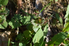 Glechoma hederacea