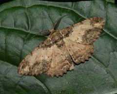 Colocleora divisaria divisaria