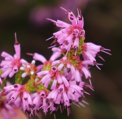 Erica dispar