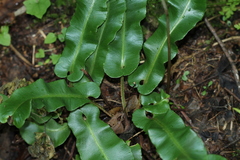 Asplenium scolopendrium americanum