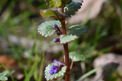Glechoma hederacea