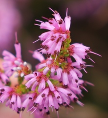 Erica dispar