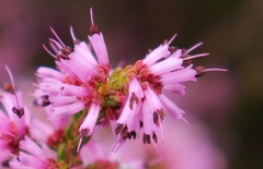 Erica dispar
