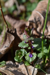 Glechoma hederacea
