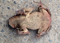 Duttaphrynus melanostictus