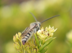 Diosma aristata