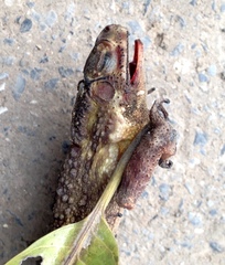 Duttaphrynus melanostictus