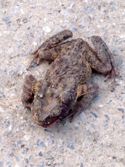 Duttaphrynus melanostictus