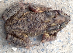 Duttaphrynus melanostictus