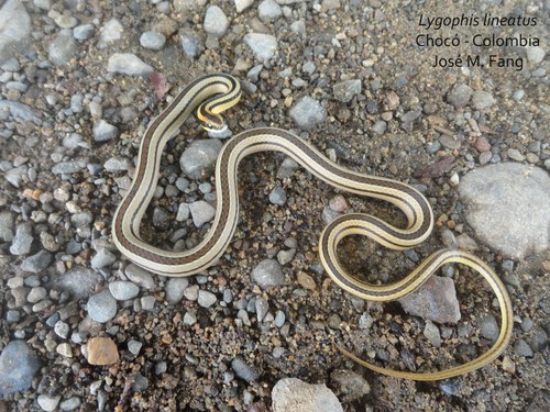 Photo of a Lined Ground Snake (Lygophis lineatus)