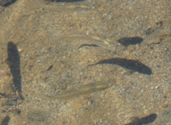 Fundulus rathbuni