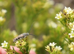 Diosma aristata