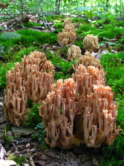 Ramaria acris