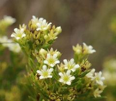 Diosma aristata