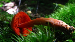 Cortinarius marylandensis