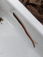 Lumbricus rubellus