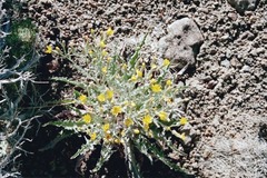 Crepis modocensis modocensis