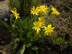Crepis modocensis rostrata