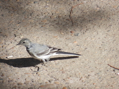 Motacilla alba