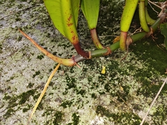 Philodendron crassinervium