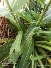 Carthamus caeruleus