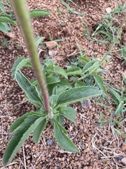 Campuloclinium macrocephalum