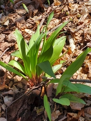 Allium tricoccum